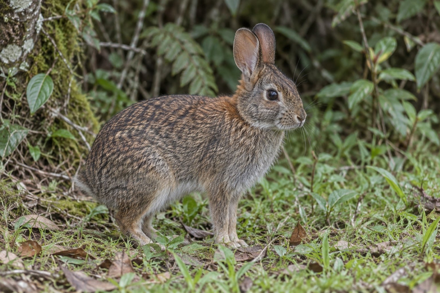 Recreación naturalista con IA de Conejo sabanero