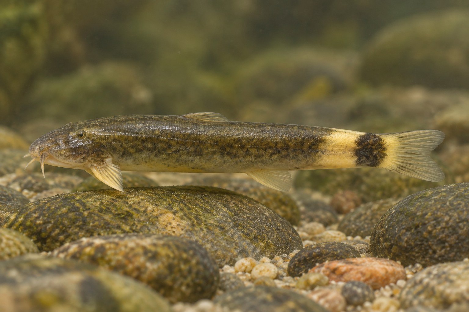 Recreación naturalista con IA de Astroblepus nicefori, basada en el referente citado