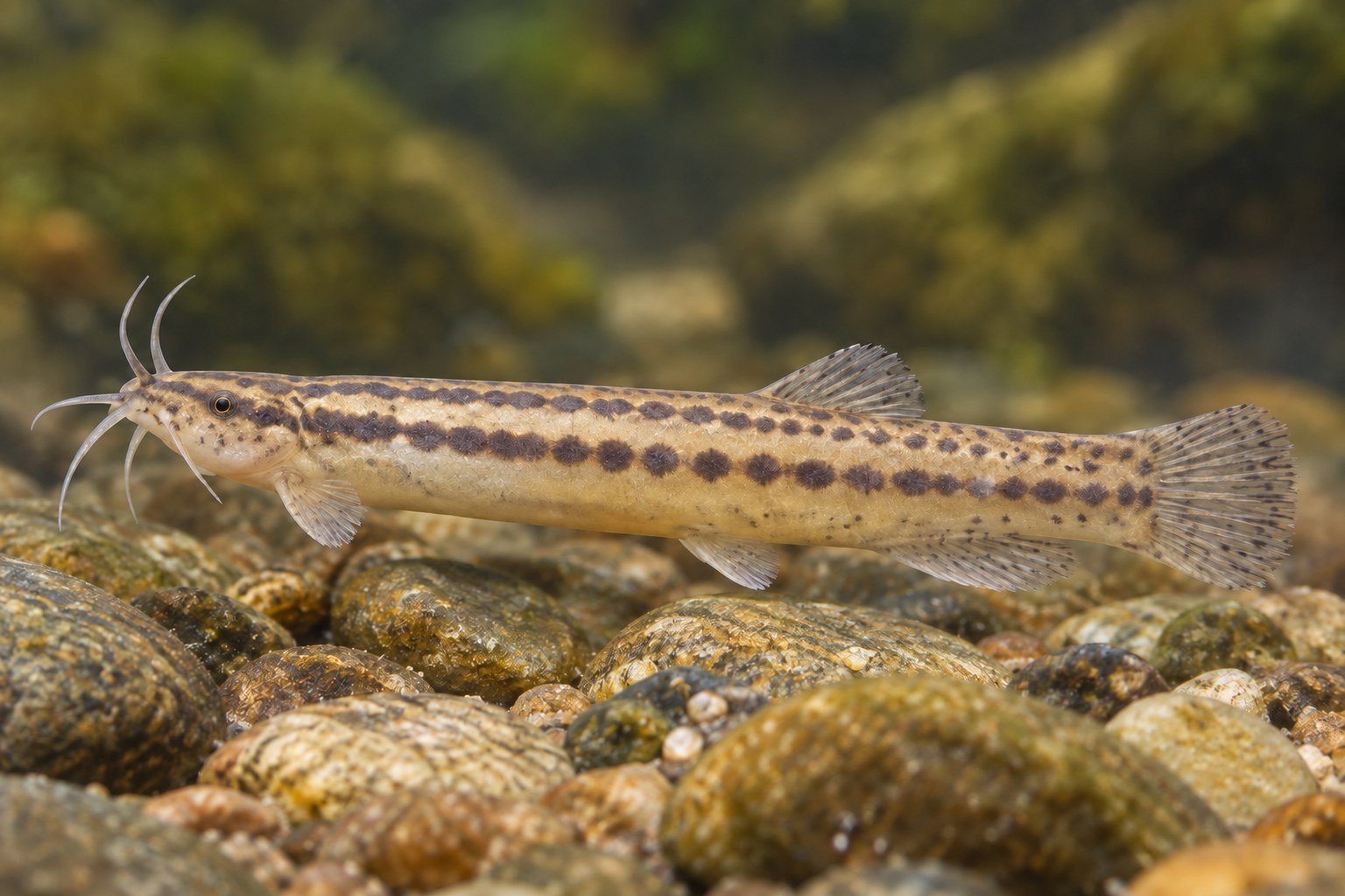 Recreación naturalista con IA de Trichomycterus chapmani, basada en el referente citado